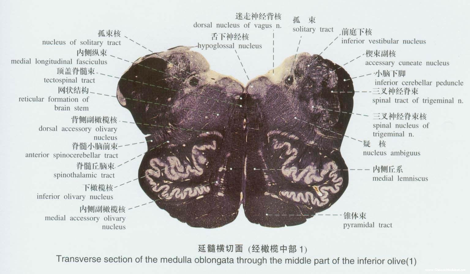 延髓