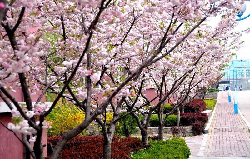 青岛黄海学院_360百科