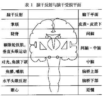 脑干反射,判断脑干正常神经反射以及病理神经反射的存在与否,对判定脑