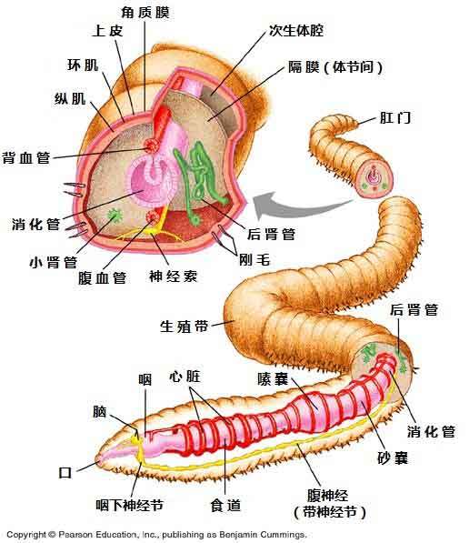 蚯蚓机电路图图片